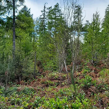 Lush Pacific Northwest forest on the Earthbound property