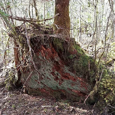 Large old-growth stump on the property